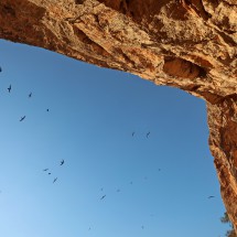 Birds - Swallows of Cueva de las Grajas